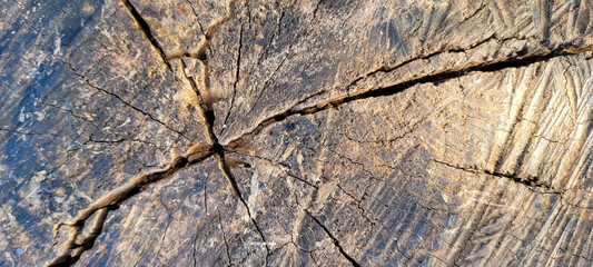 rustic log with veins and marks that can be used as a background