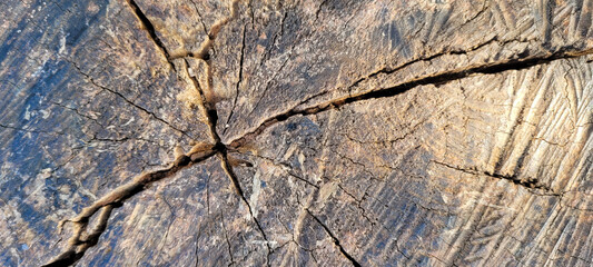 rustic log with veins and marks that can be used as a background