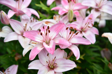 Light pink lily flowers in the garden in the evening close-up. Pink lilies in the garden.