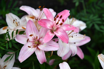 Naklejka na ściany i meble Light pink lily flowers in the garden in the evening close-up. Pink lilies in the garden.