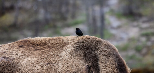 Bird sitting on top of Bison in American Landscape. Yellowstone National Park. United States. Nature Background. © edb3_16