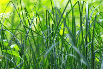 Fresh green grass. Macro plants leaves on a meadow bokeh close-up.