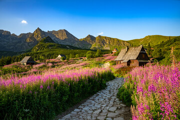 Beautiful summer sunrise in the mountains - Hala Gasienicowa valley in Poland - Tatras - obrazy, fototapety, plakaty