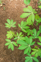cassava or manihot plants grown in the garden, also known as manioc, yuca or brazillian arrowroot, calorie-rich vegetable plant, top view with copy space