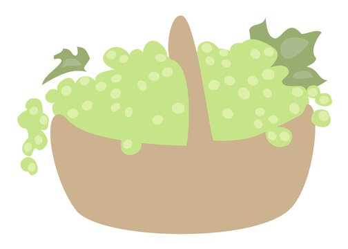 Basket with ripe green grapes. Picture for decor, posters, stickers, logo. Vector illustration.