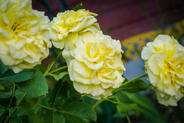 Yellow rose bush in the garden