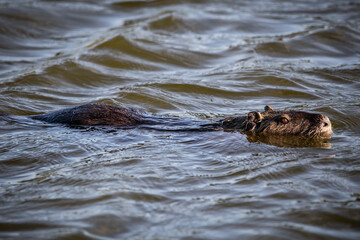Fototapeta premium Ratão-do-banhado (Myocastor coypus)