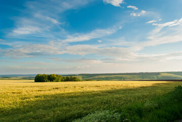 wheat field against the blue sky and mountains