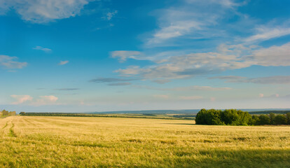 wheat field against the blue sky and mountains