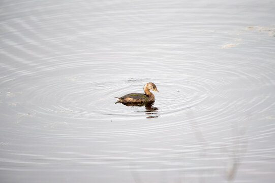 Pied Billed Grebe