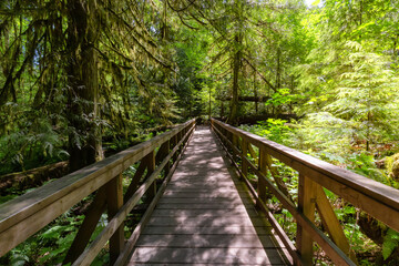 Trail in Lush Green Rain Forest in Pacific Northwest. MacMillan Provincial Park, Vancouver Island, BC, Canada. Nature Background