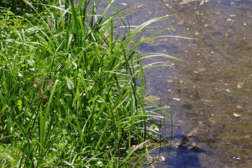 Grass and plants along the side of a clear water creek