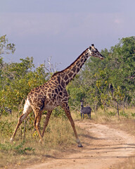 Giraffe and Zebra in Tanzania