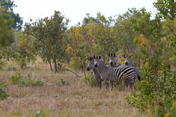 zebra on African plain
