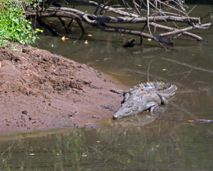 Crocodile on River Bank