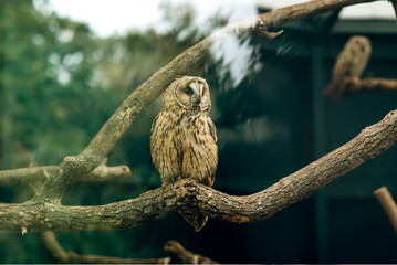 Long-eared owl Asio otus resting on the branch in Zoo Park. Sharp photograph with shallow depth of field