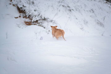 Purebred American Pit Bull Terrier outdoors on a cloudy winter day.