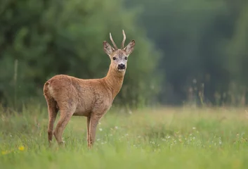 Gardinen Roe deer male ( Capreolus capreolus ) © Piotr Krzeslak