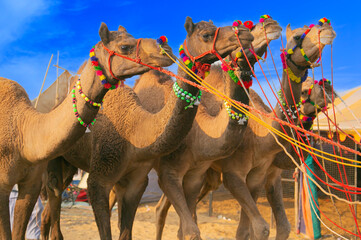 Row of camels being pulled at Pushkar mela in India