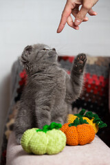 The cat sits near two pumpkins, raised its foot uphill