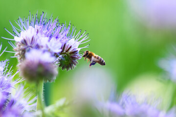 Bee and flower phacelia. Close up flying bee collecting pollen from phacelia on a sunny day on a green background. Phacelia tanacetifolia (lacy). Summer and spring backgrounds