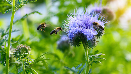Bee and flower phacelia. Flying bees collect pollen from phacelia against the backdrop of greenery. Phacelia tanacetifolia (lacy). Summer and spring backgrounds