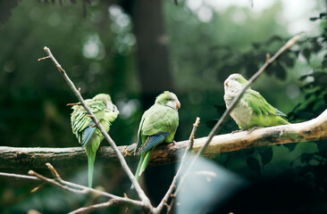 small green parrots sit on a tree branch in the park © YarikL