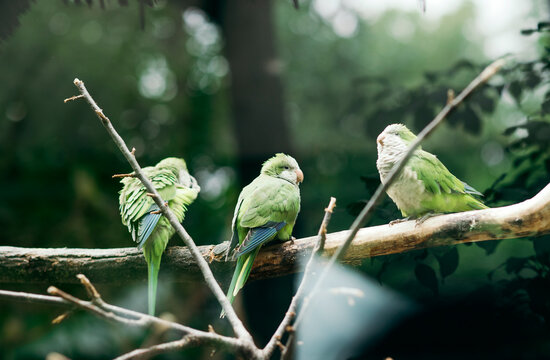 small green parrots sit on a tree branch in the park