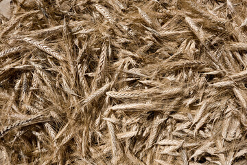 straw bale and wheat background