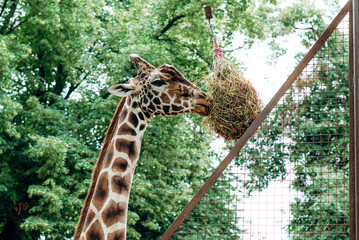 A large Giraffe eating dry hay from a feeder in a park. giraffe eating hay from a hay basket...