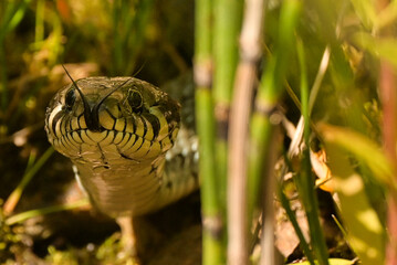 grass snake