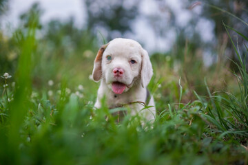 Portrait of an adorable blue eyed white hair beagle puppy in the green field outdoor.