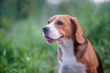 Portrait of a cute beagle dog sitting on the green grass out door in the park.