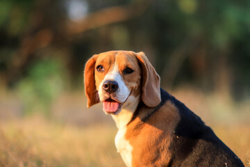 Portrait of a cute beagle dog sitting outdoor.