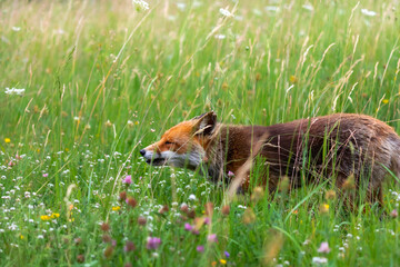 Red fox in the meadow