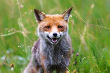 Fototapeta premium Red fox, close-up