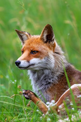 Fototapeta premium Red fox, close-up