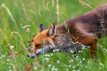 Red fox in the meadow