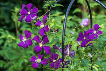 lila Clematis viticella Etoile Violett im Sommergarten