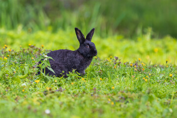 Oryctolagus - Rabbit runs wild in the garden in green grass.
