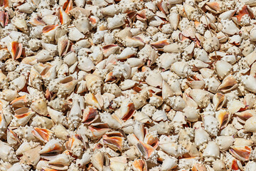 snails from the beaches of Yucatan Mexico