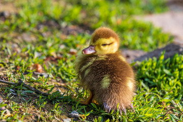 Beautiful little duck cub swims in the water of the pond. Its image is reflected in the water of the pond. He has drops of water on his head.