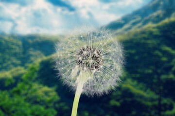 Naklejka premium Beautiful flower dandelion in landscape background