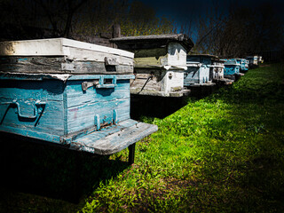 Fototapeta na wymiar Hives with bees stand in a row in the garden. Beekeeping, apiary, bees make honey, beekeeping, life in the village. Rural landscape, nature outside the city. 