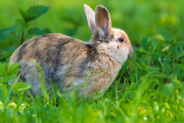 Oryctolagus - Rabbit runs wild in the garden in green grass.