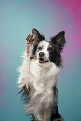 funny dog on a colored background. Happy border collie waving paw in the studio. pet portrait