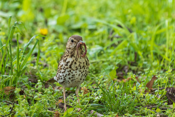 A young female blackbird is on the ground looking around.