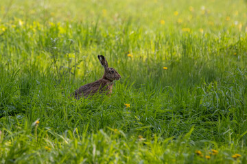 Two hares lie on a field in the woods.