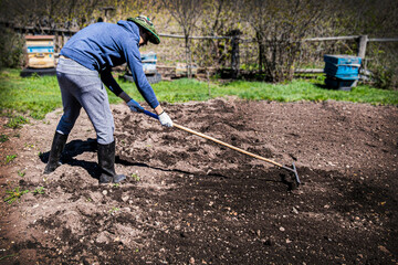 A man in a bee mask is leveling the soil with planted potatoes. Spring planting of vegetables....