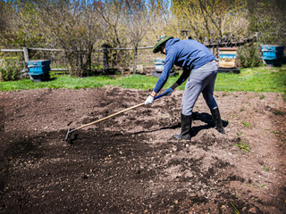 A man in a bee mask is leveling the soil with planted potatoes. Spring planting of vegetables. Agriculture - we plant potatoes, rural landscape, we grow ourselves